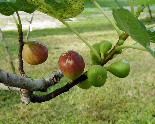 Set of 4 Brown Turkey Fig Trees (Ficus carica ‘Brown Turkey’)