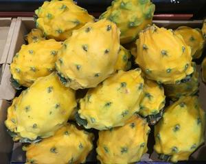 Yellow Dragon Fruit Starter Plants