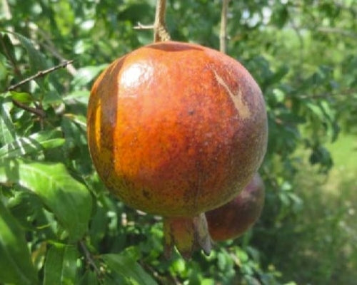 Set of 4 Baby Pomegranate Trees (Punica granatum 'Salavatski')