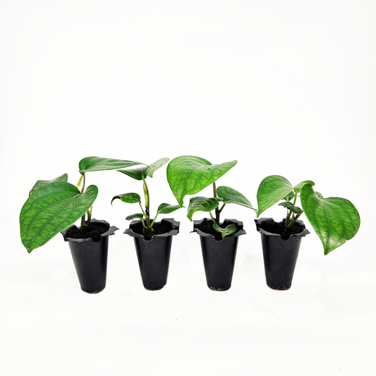 Set of Black Pepper Starter Plants
