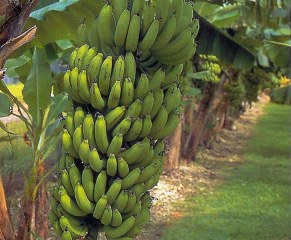 Set of 4 Gran Nain Banana Plants (Musa acuminata ‘Gran Nain’)