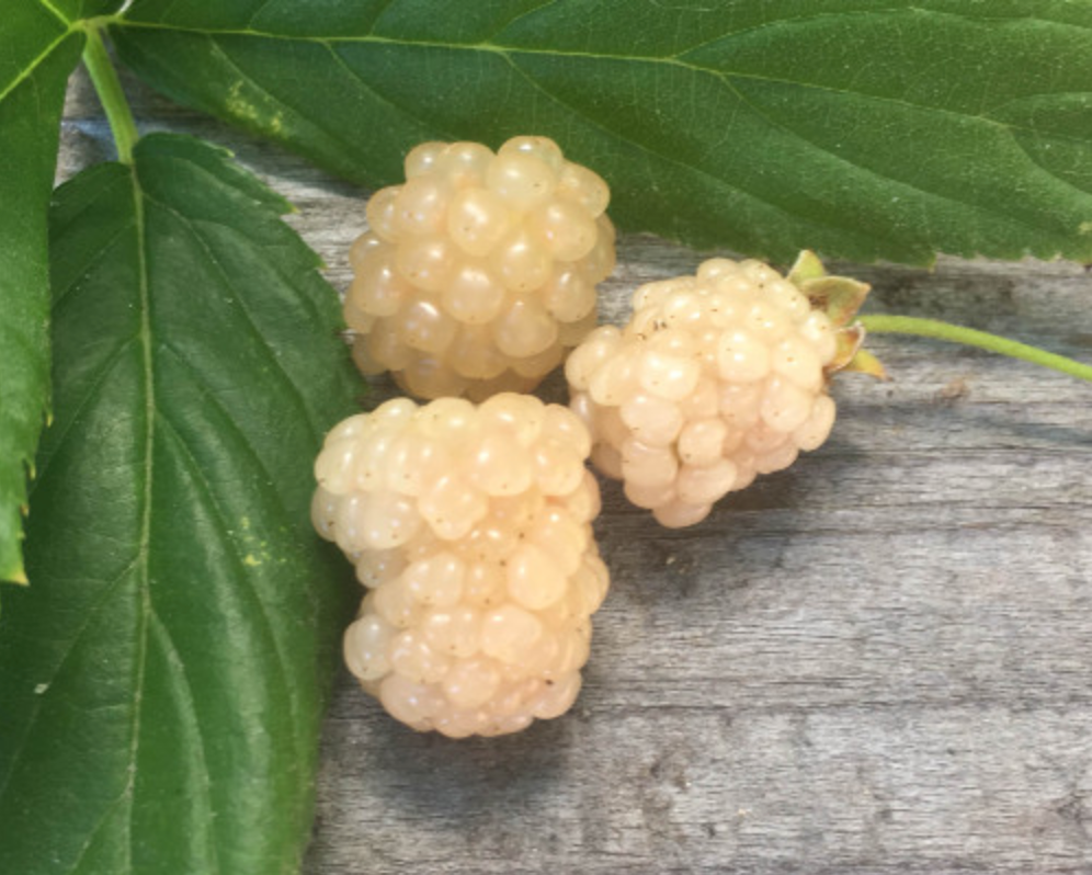 White Blackberry Plant in 6 inch Pot | 'Snowbank' Blackberry