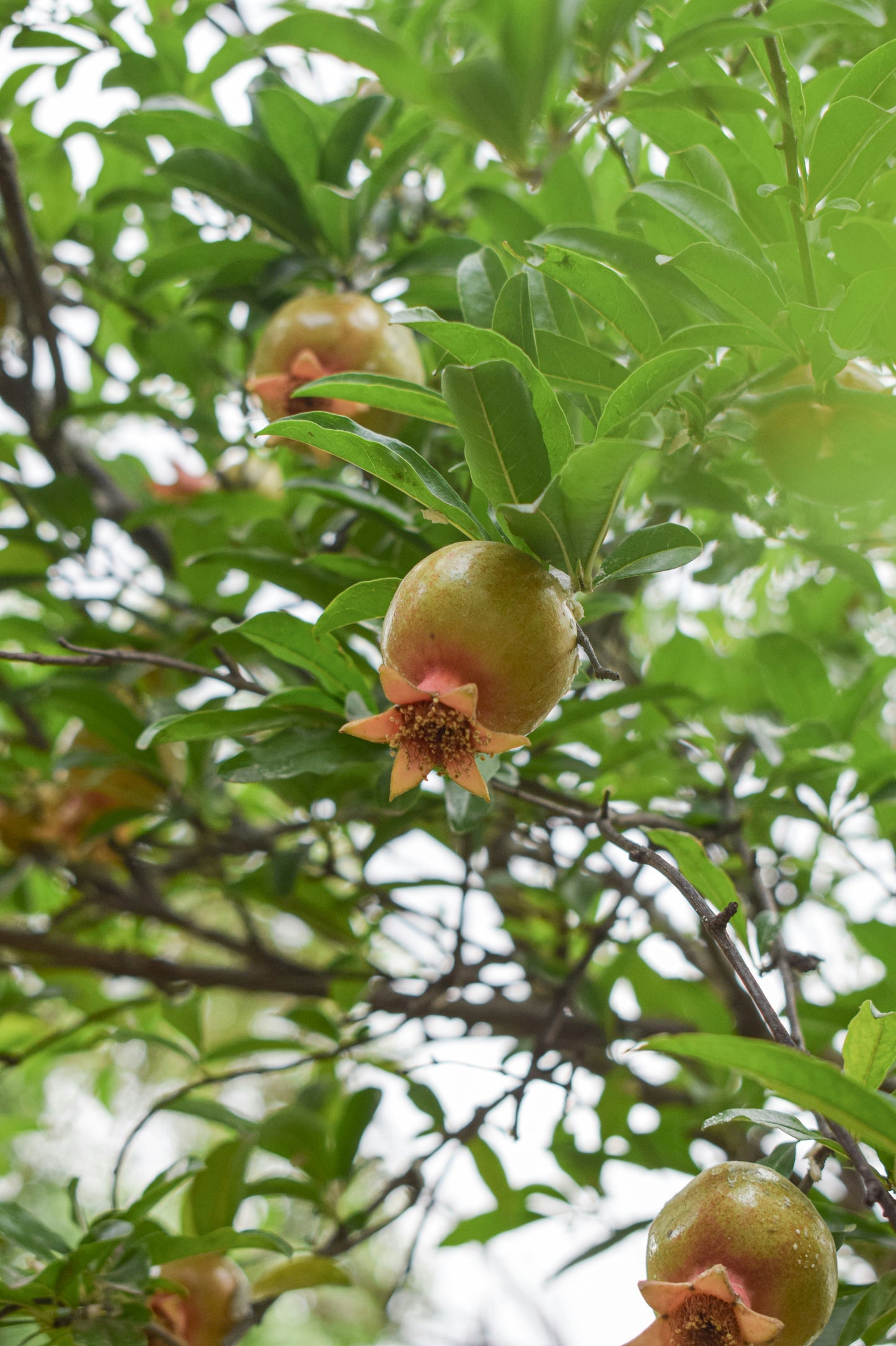 Set of 4 Baby Pomegranate Trees (Punica granatum 'Salavatski')