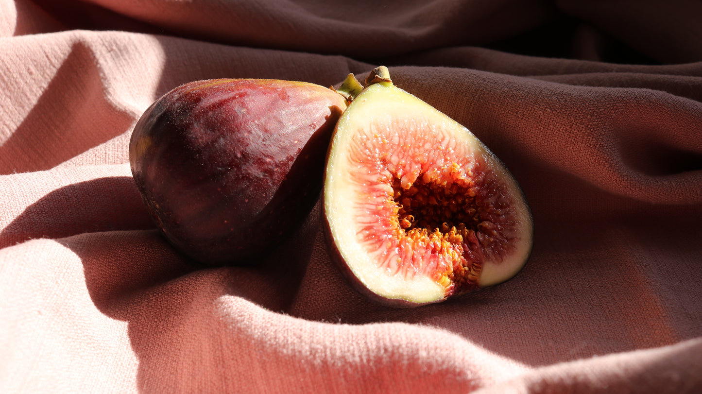 'Celeste' Fig Tree (Six Inch Pot)