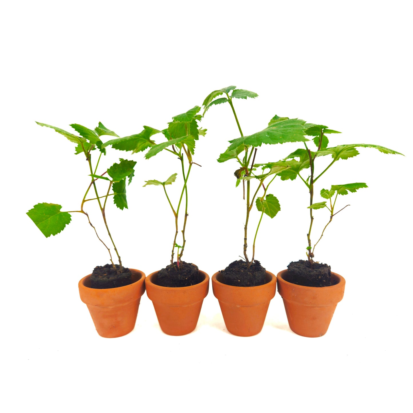 Set of 4 "Big Daddy" Blackberry Starter Plants