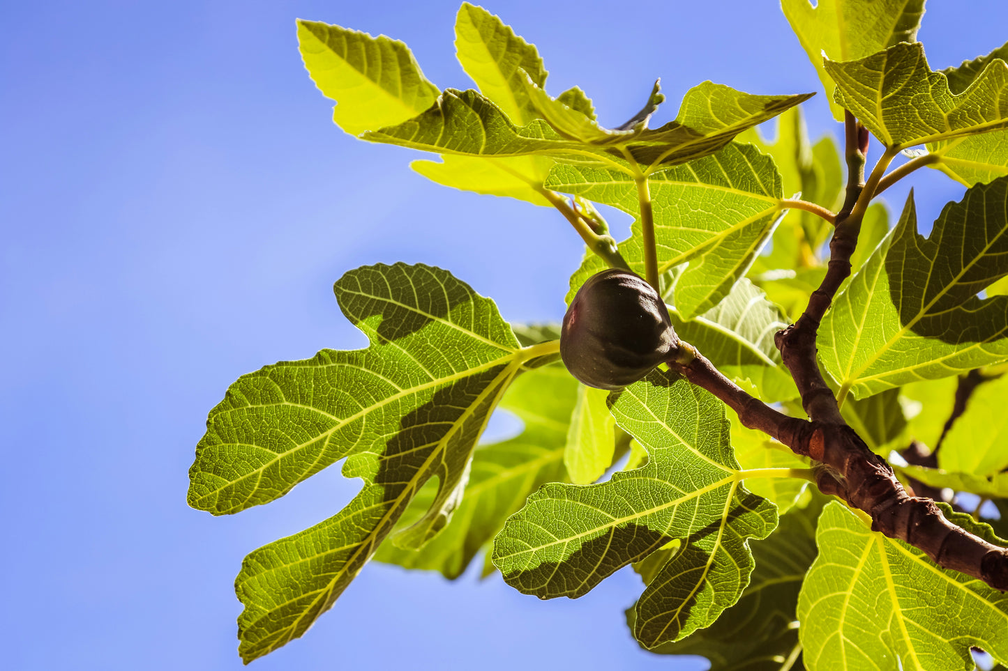 'Celeste' Fig Tree (Six Inch Pot)