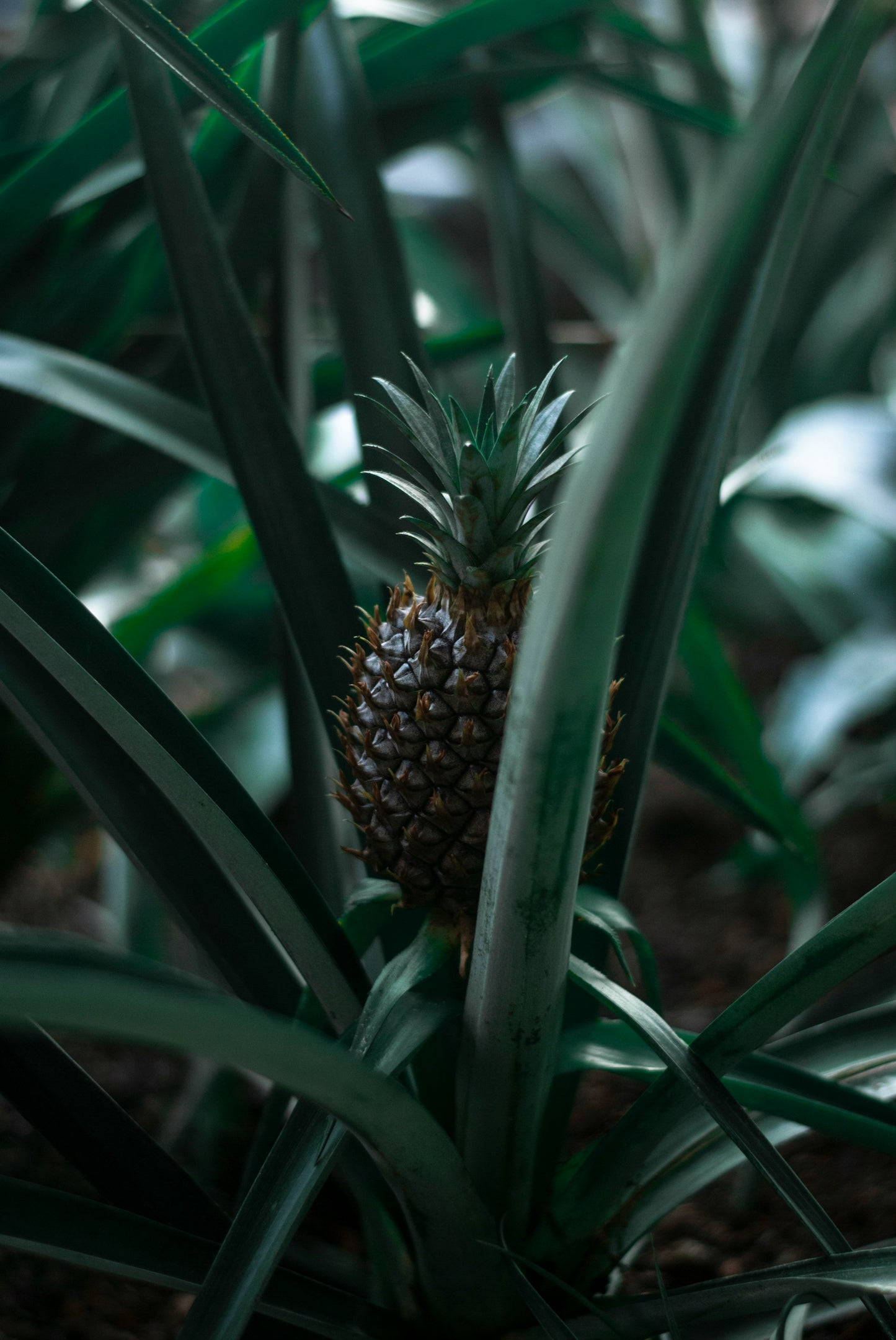 4 Sugarloaf Pineapple Starter Plants