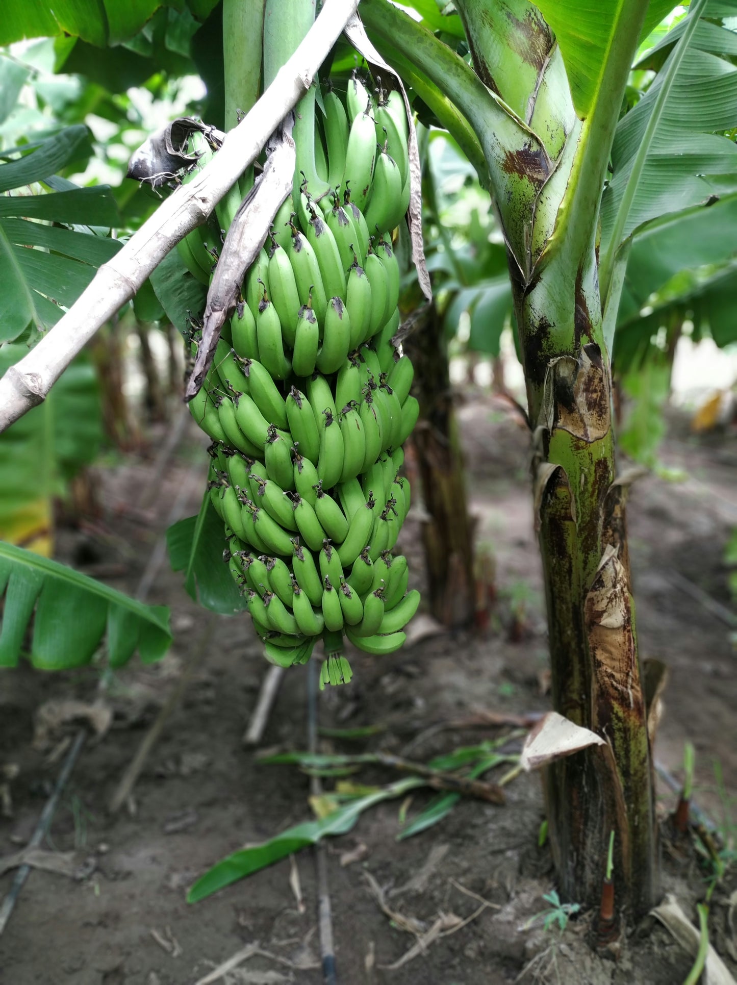 Set of 4 Gran Nain Banana Plants (Musa acuminata ‘Gran Nain’)