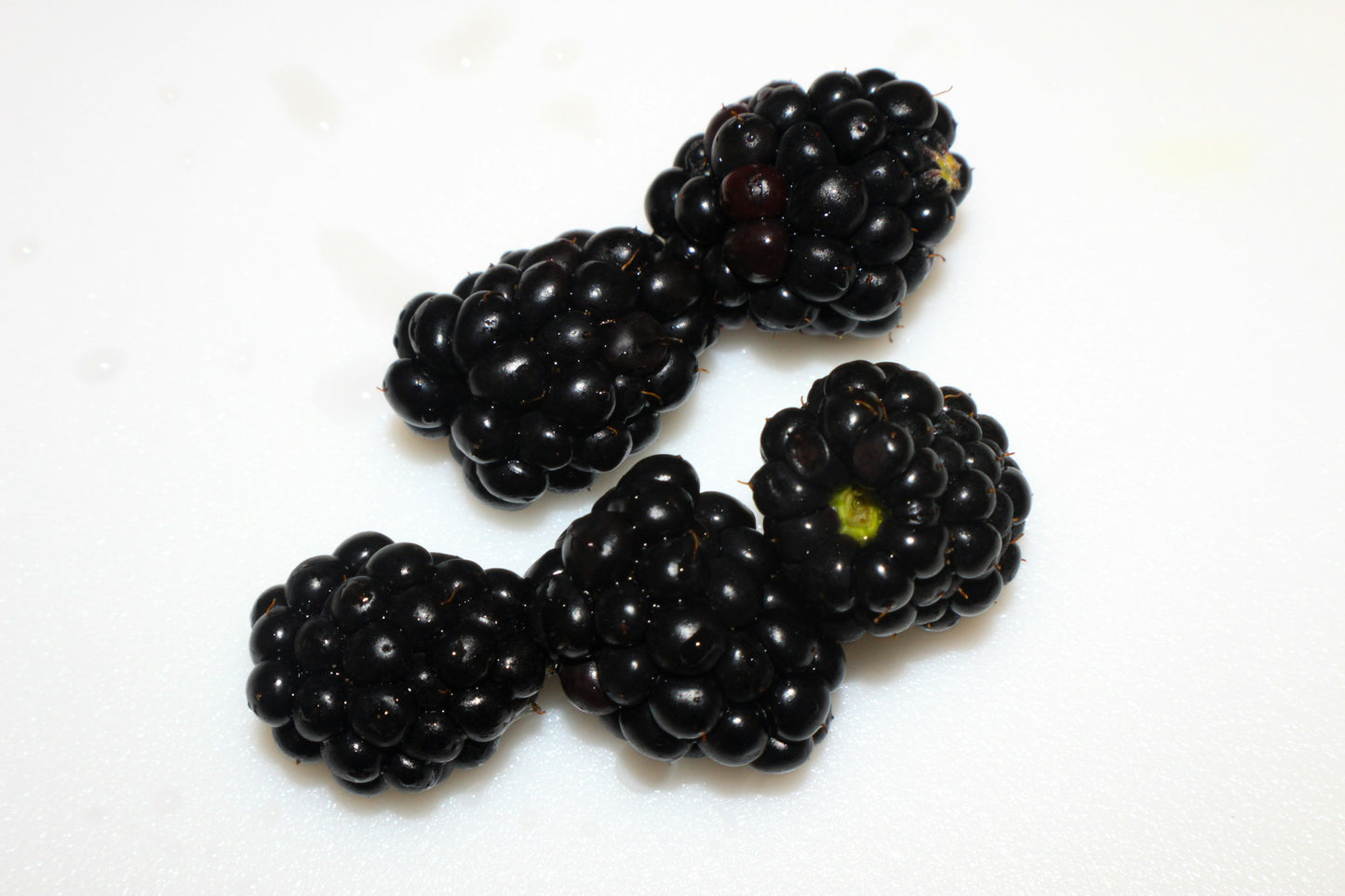 Thornless Blackberry Plant in 6-inch Pot - "Chester" Cultivar