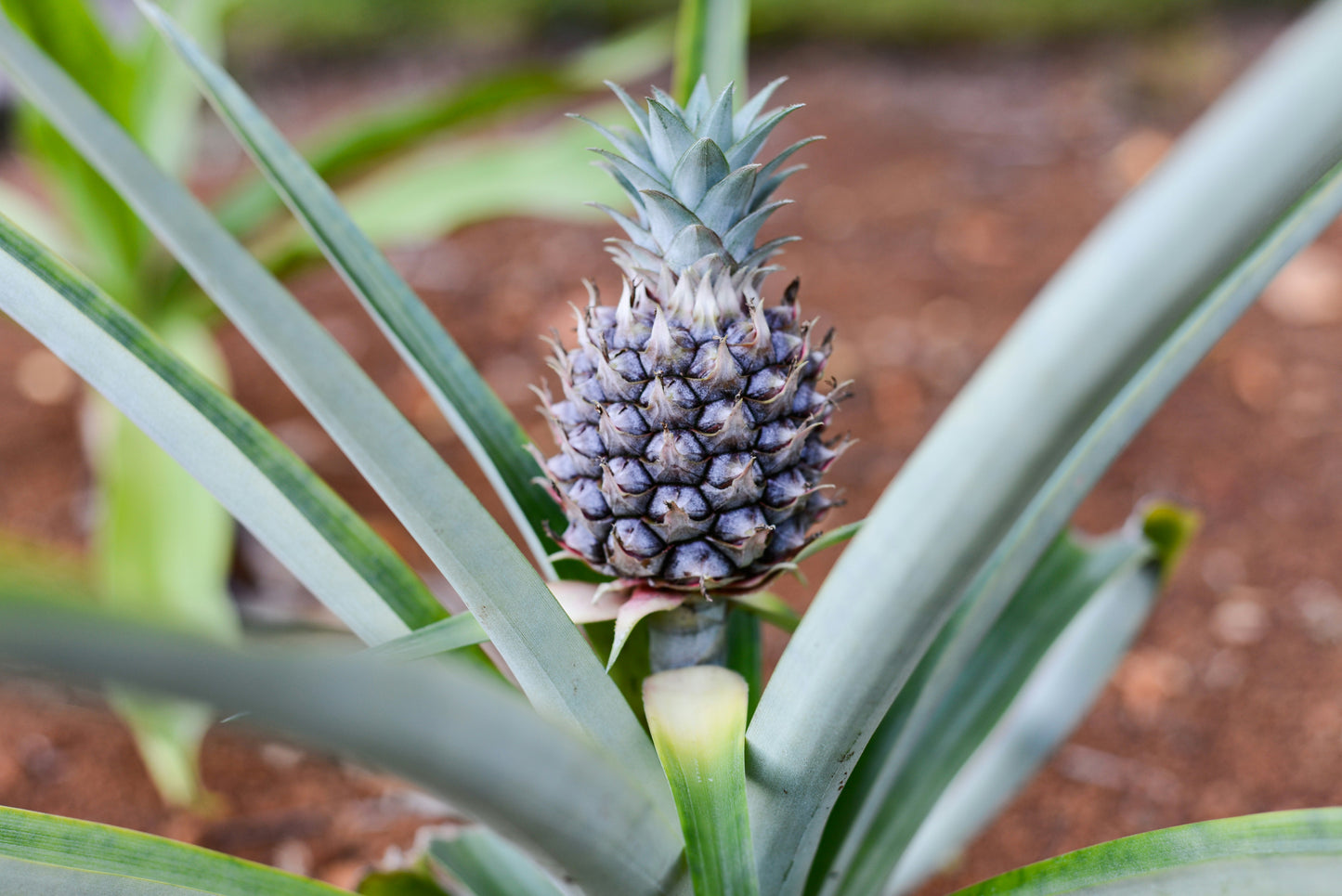 4 Sugarloaf Pineapple Starter Plants