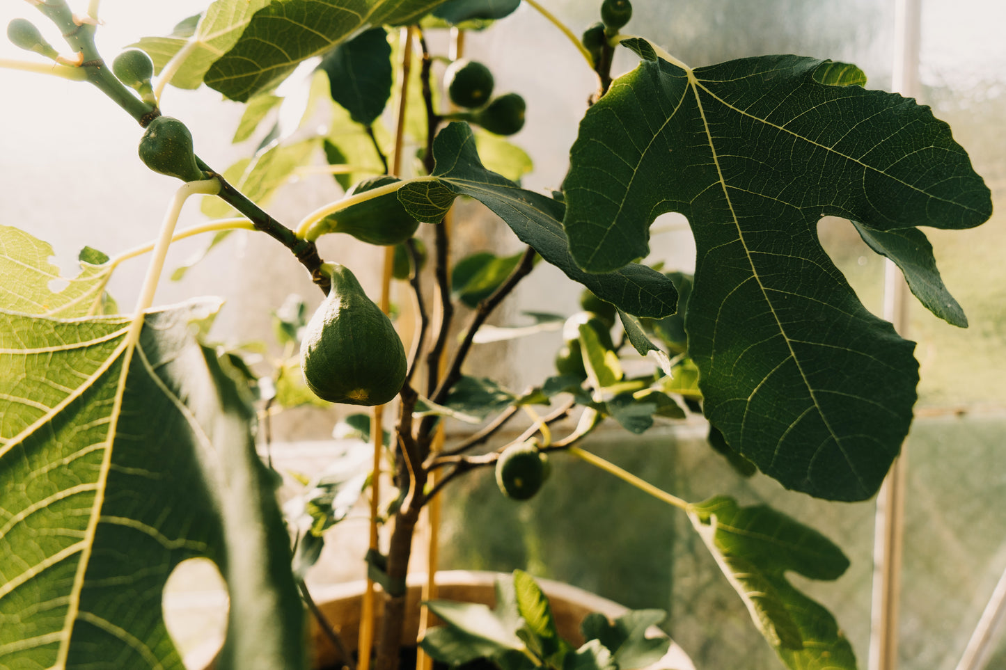 'Celeste' Fig Tree (Six Inch Pot)