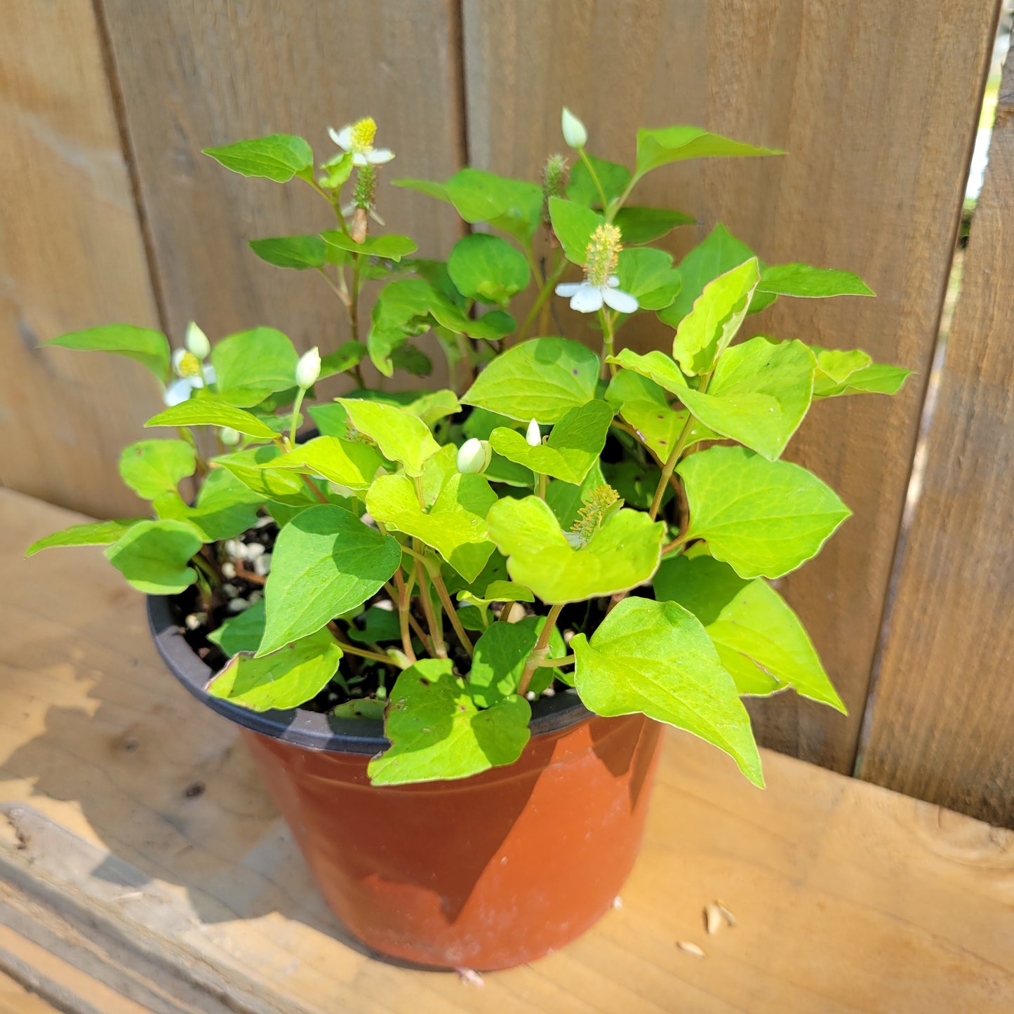 Fish Mint Plant, Fish Herbs, Asian Mint, Vietnamese Cooking