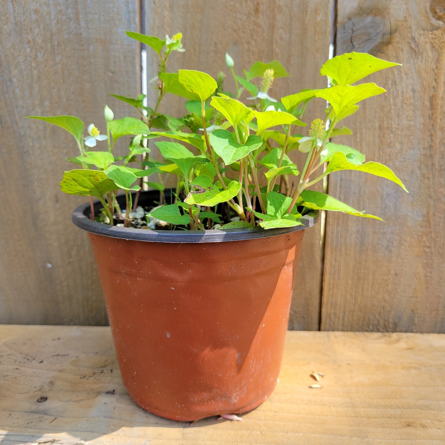 Fish Mint Plant, Fish Herbs, Asian Mint, Vietnamese Cooking