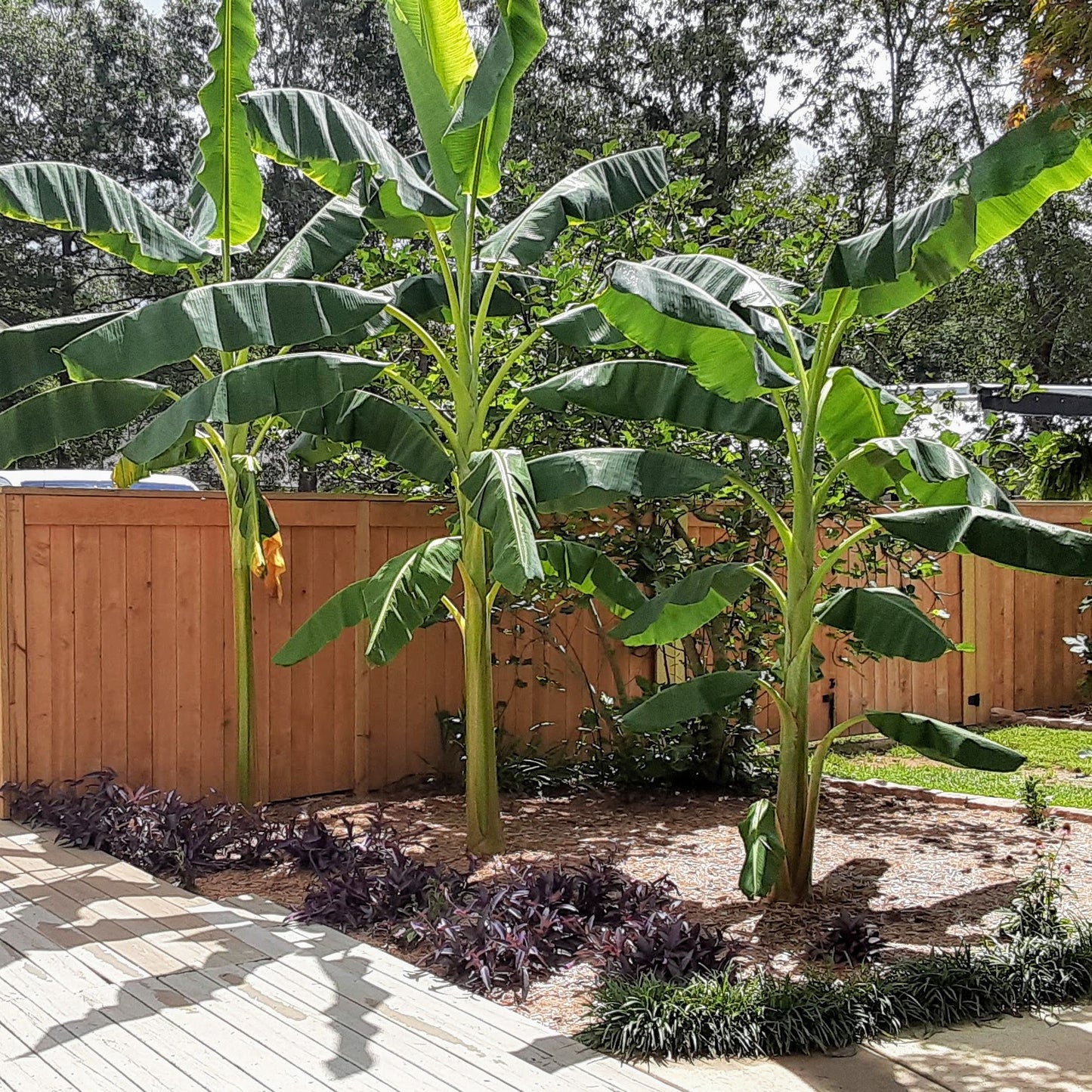 Plantain Tree, Cooking Banana, Sweet Banana, Southeast Asian Banana