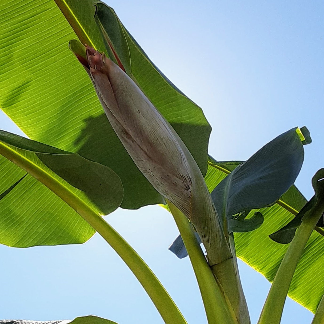 Plantain Tree, Cooking Banana, Sweet Banana, Southeast Asian Banana