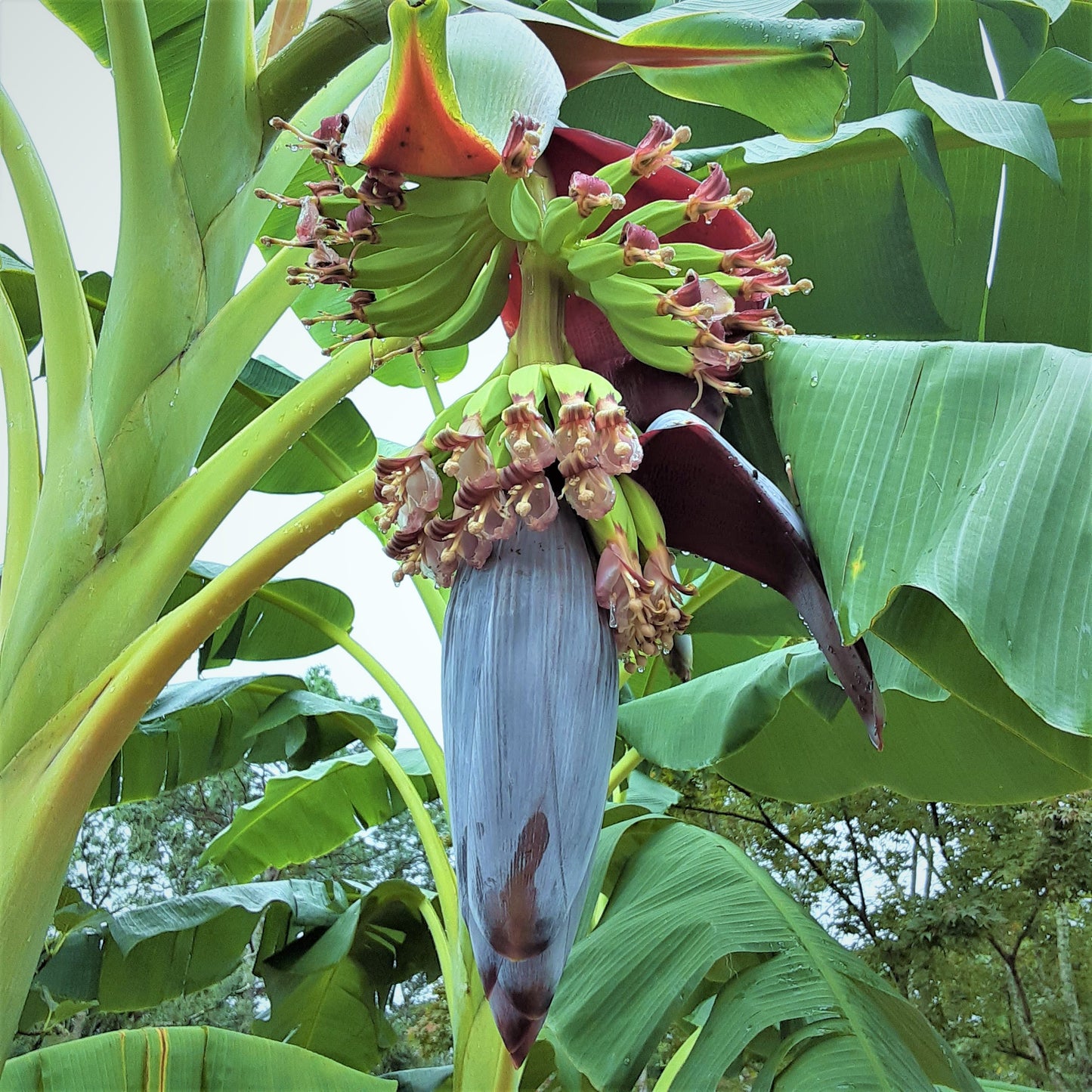Plantain Tree, Cooking Banana, Sweet Banana, Southeast Asian Banana