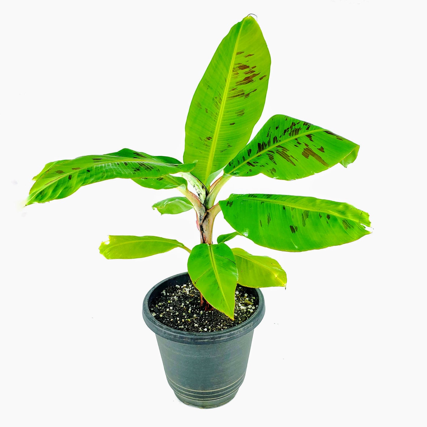 Dwarf Cavendish Banana (Six Inch Pot) | Bananas | Banana Tree