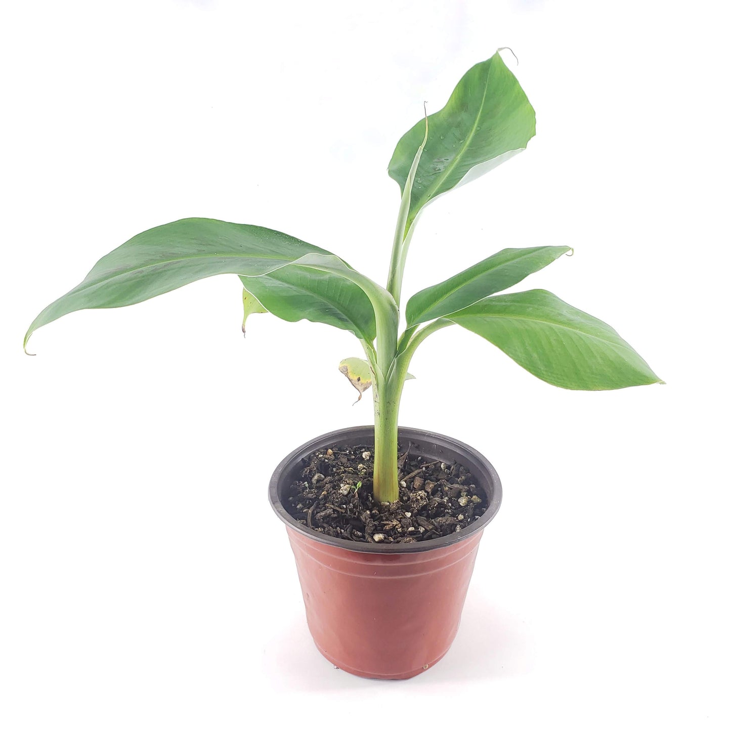 Dwarf Cavendish Banana (Six Inch Pot) | Bananas | Banana Tree