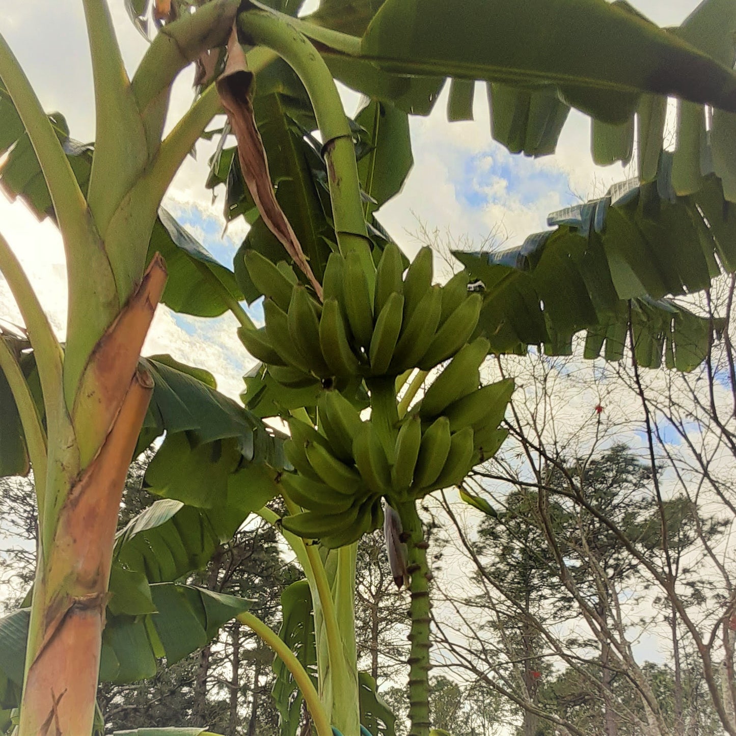 Plantain Tree, Cooking Banana, Sweet Banana, Southeast Asian Banana