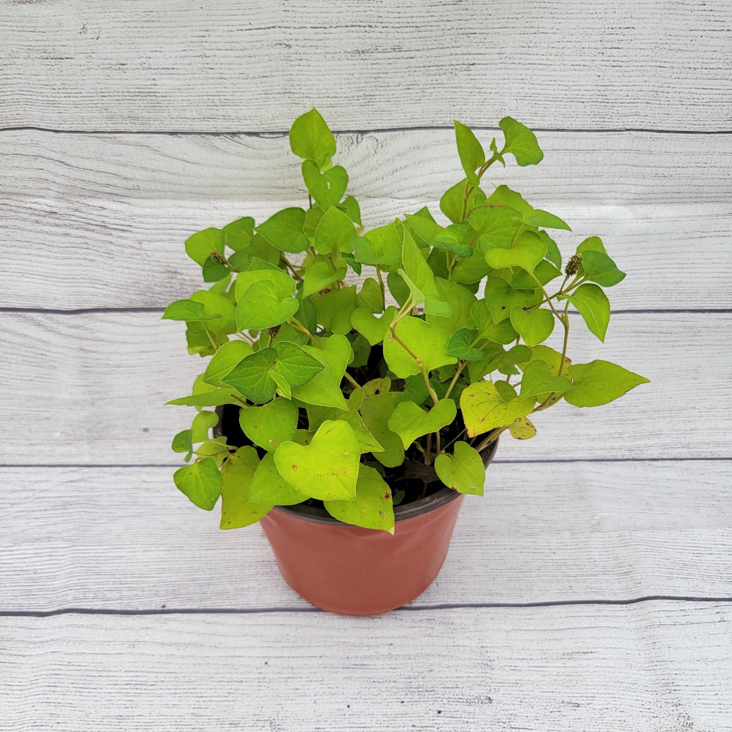 Fish Mint Plant, Fish Herbs, Asian Mint, Vietnamese Cooking