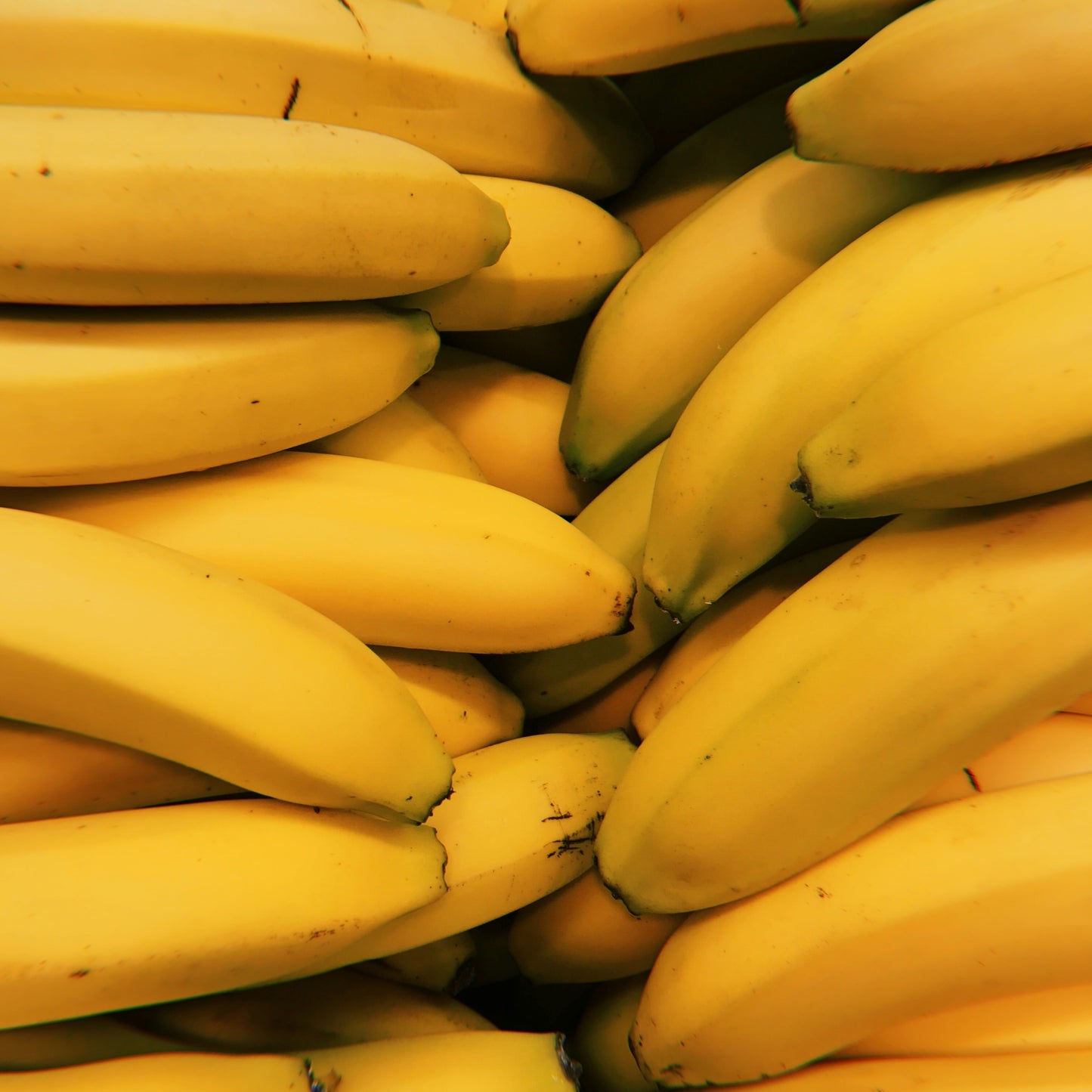 Dwarf Cavendish Banana (Six Inch Pot) | Bananas | Banana Tree