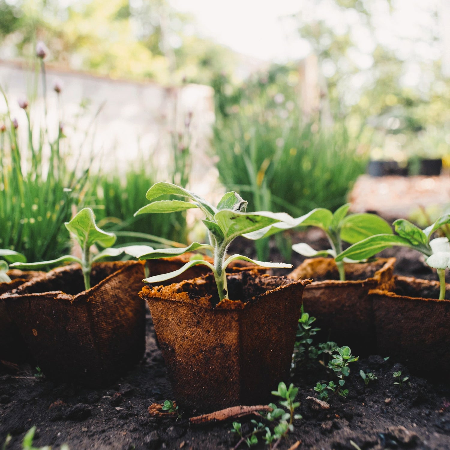 The Southern Edible Nursery Garden Fruits and Vegetables