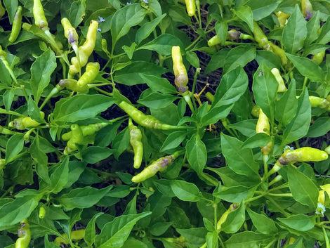 Garden Fruits and Vegetables