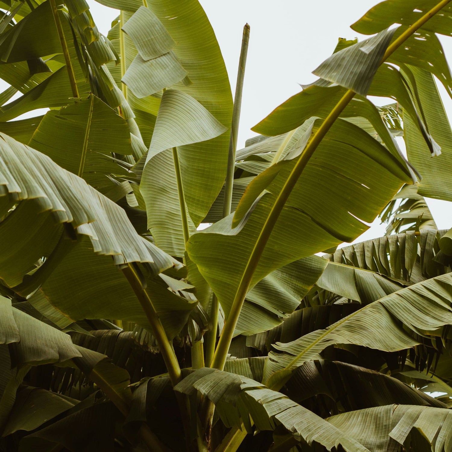 The Southern Edible Nursery Organic Banana Trees