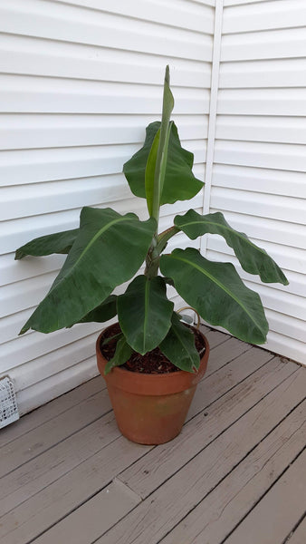 Dwarf Cavendish Banana Starter Plants (Set of 4)