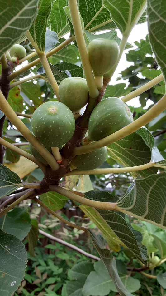 Set of 4 Fig Trees, "Lattarula" Italian Honey