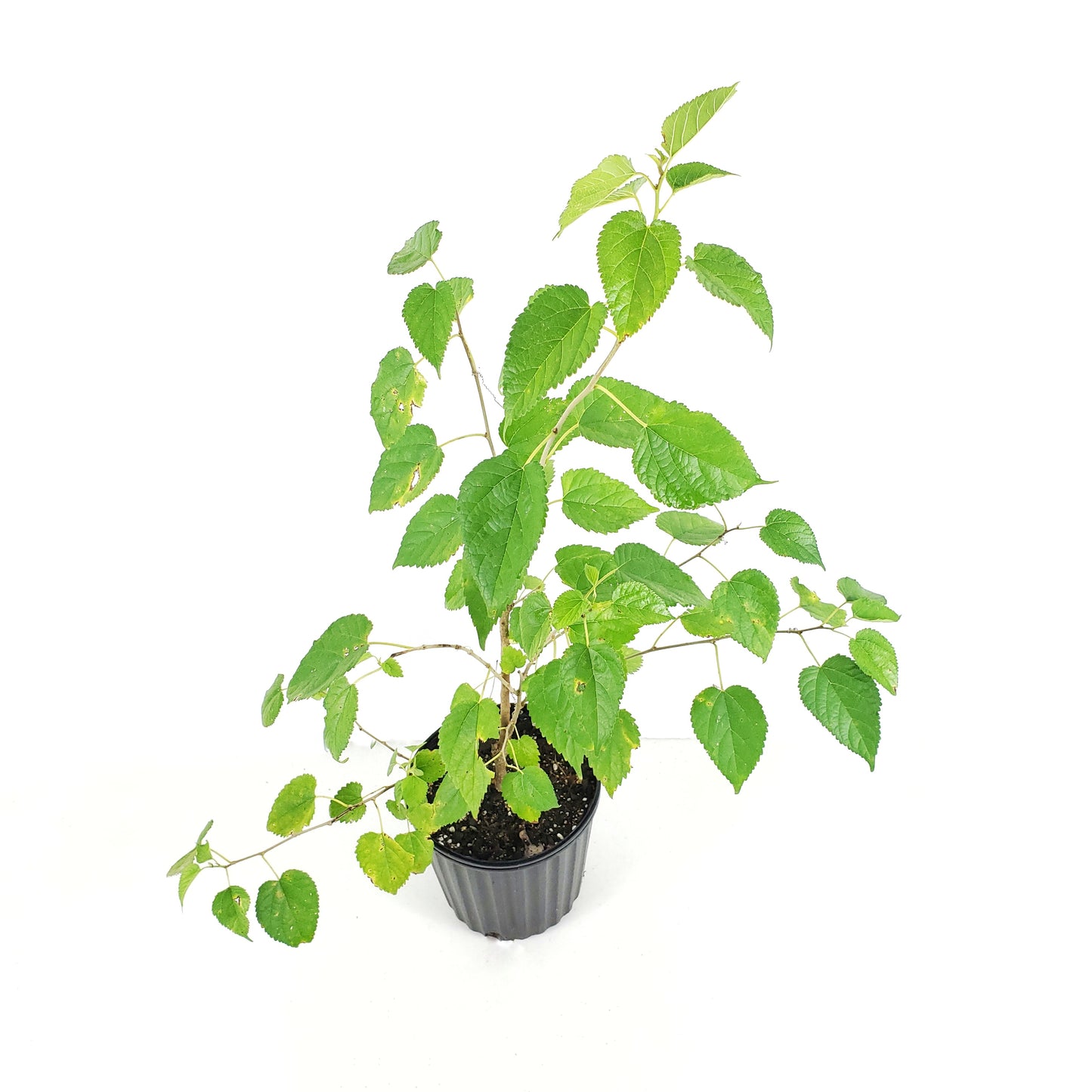 Dwarf Everbearing Mulberry - Set of 4 Starter Plants, Mulberry Bush, USA Mulberry