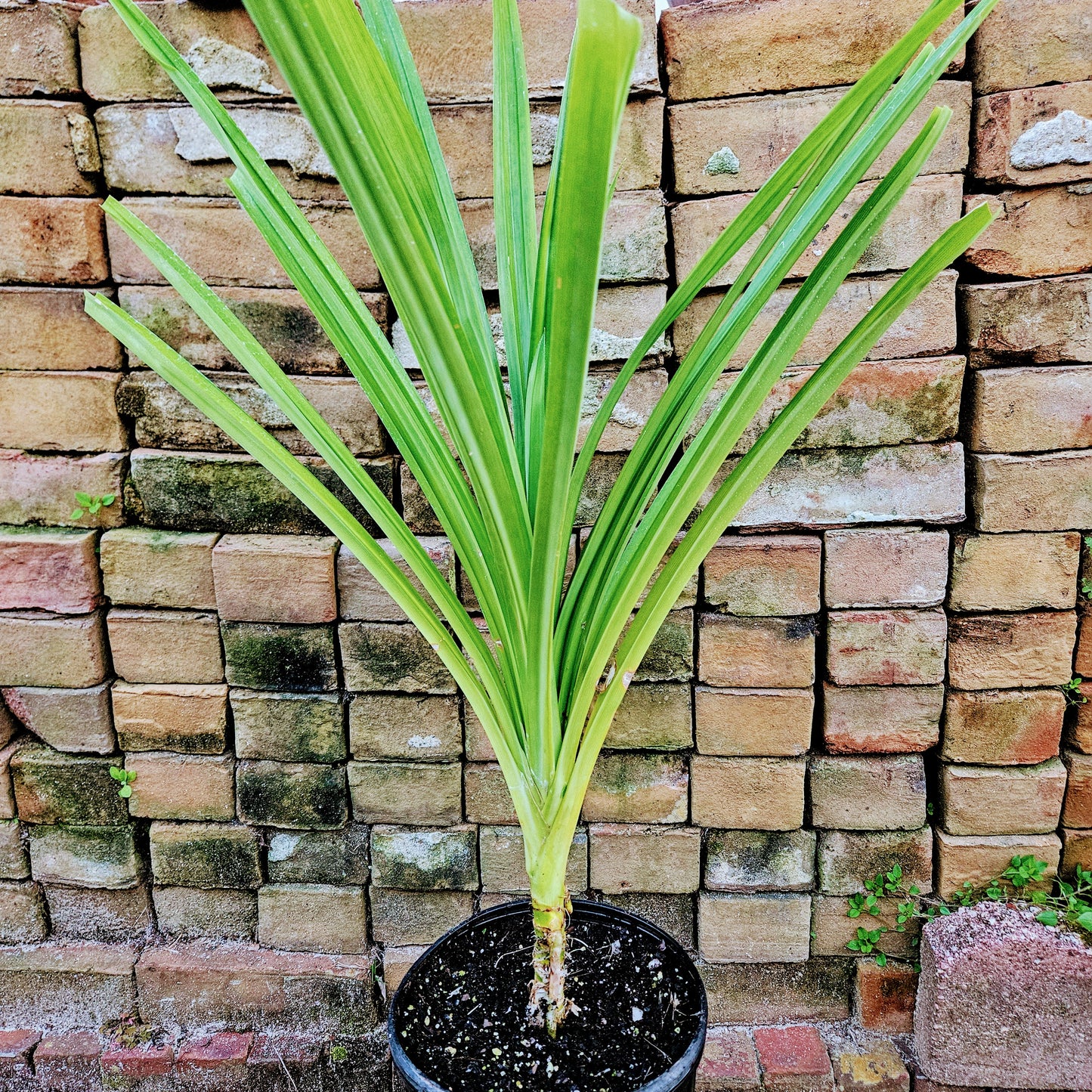 Pandan Plant, Vanilla Grass, Southeast Asian Cuisine