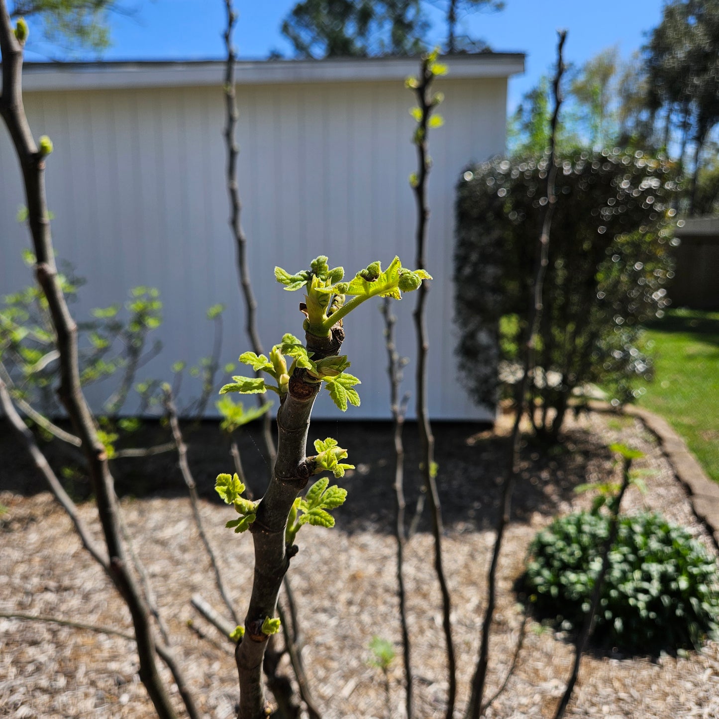 4 Chicago Hardy Fig Starter Plants
