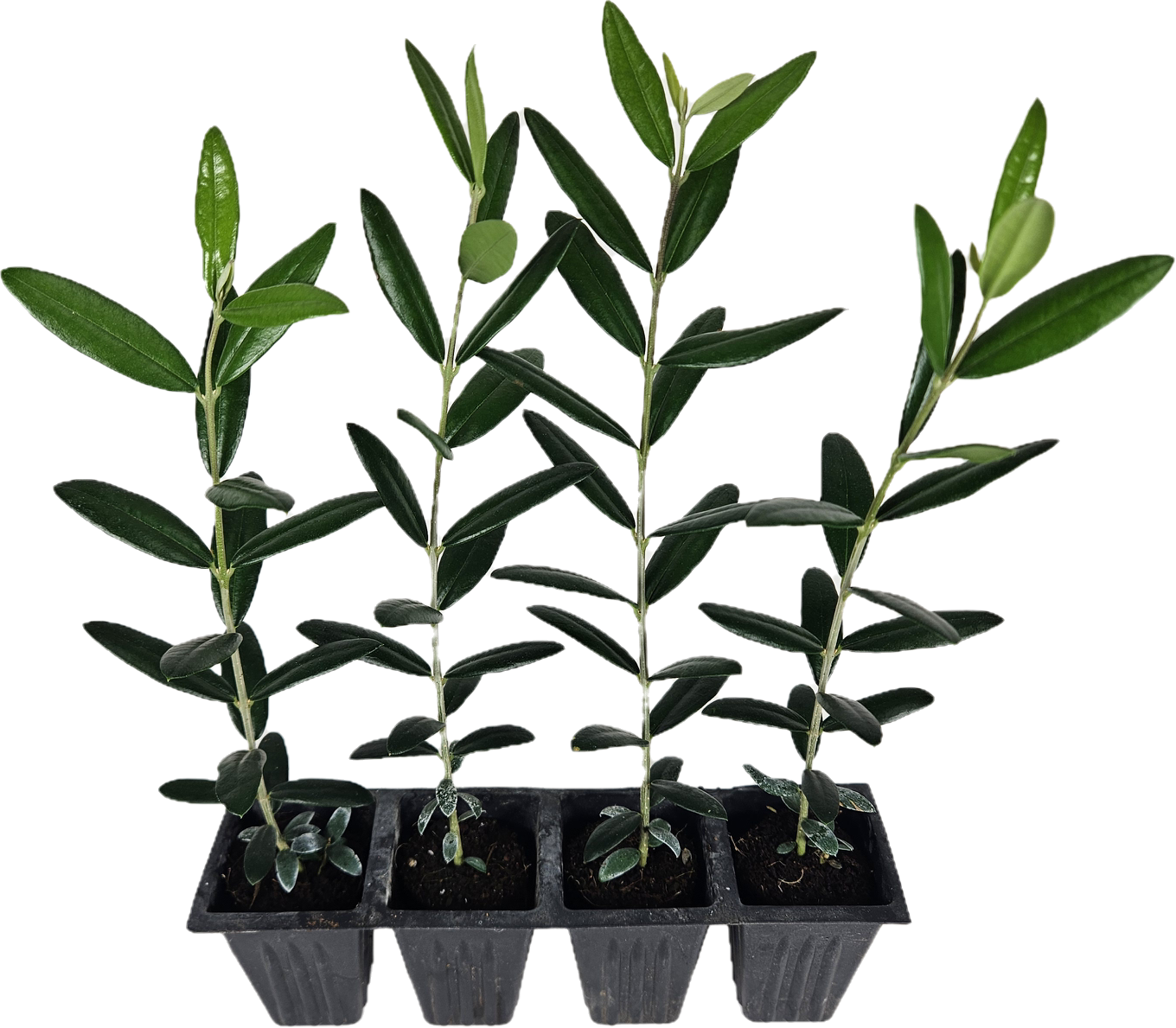 Set of 4 Live Olive Trees – 'Arbequina'