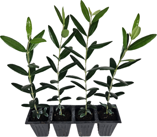 Set of 4 Live Olive Trees – 'Arbequina'