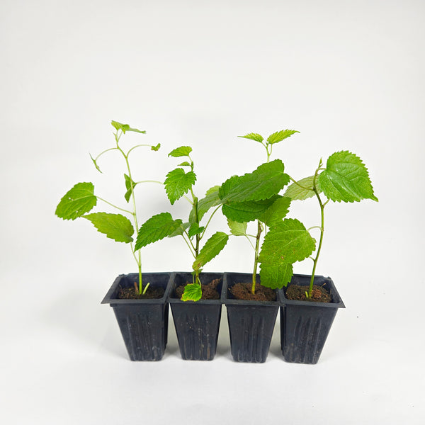 Dwarf Everbearing Mulberry - Set of 4 Starter Plants