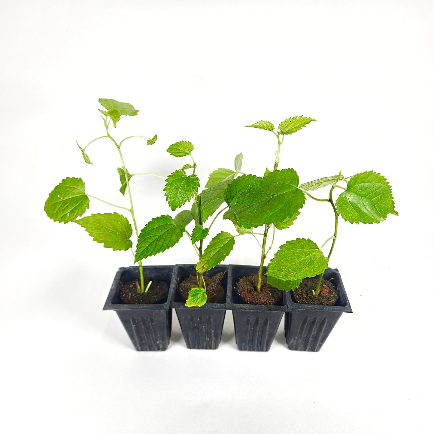 Dwarf Everbearing Mulberry - Set of 4 Starter Plants, Mulberry Bush, USA Mulberry