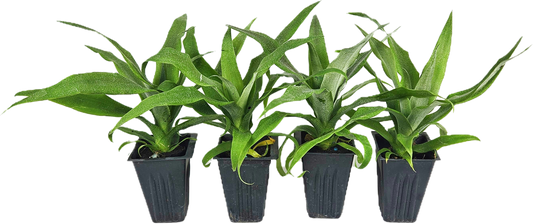 4 Sugarloaf Pineapple Starter Plants