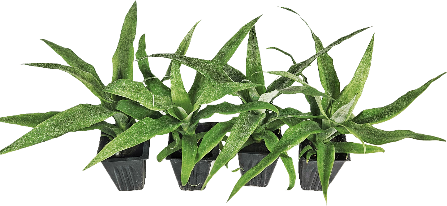 4 Sugarloaf Pineapple Starter Plants