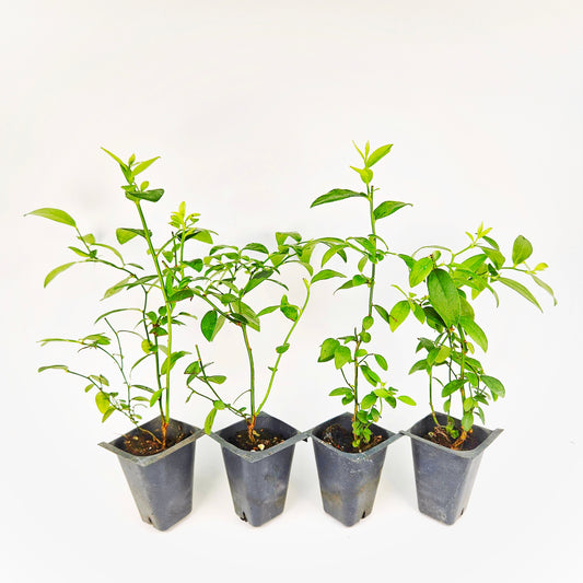 Set of 4 Blueberry Plant Starts - "Pink Lemonade" Variety
