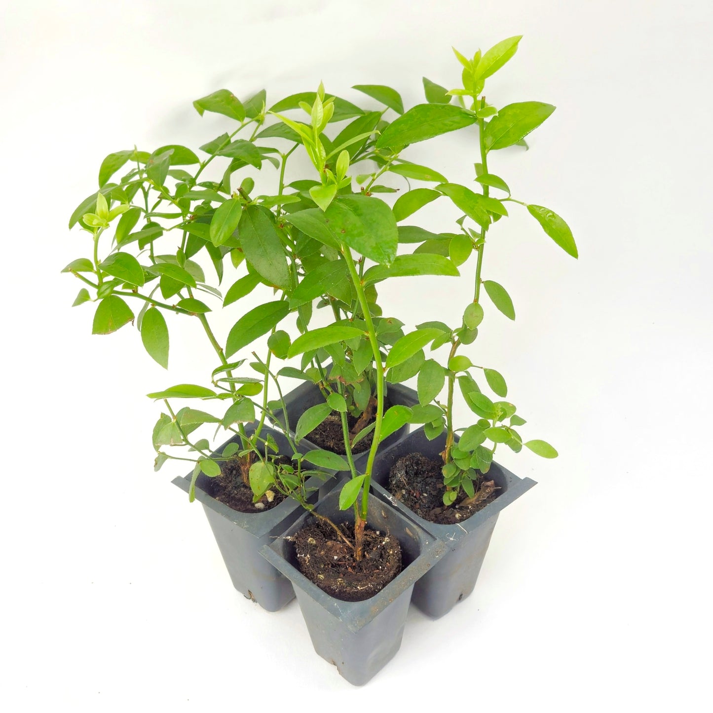 Set of 4 Blueberry Plant Starts - "Pink Lemonade" Variety