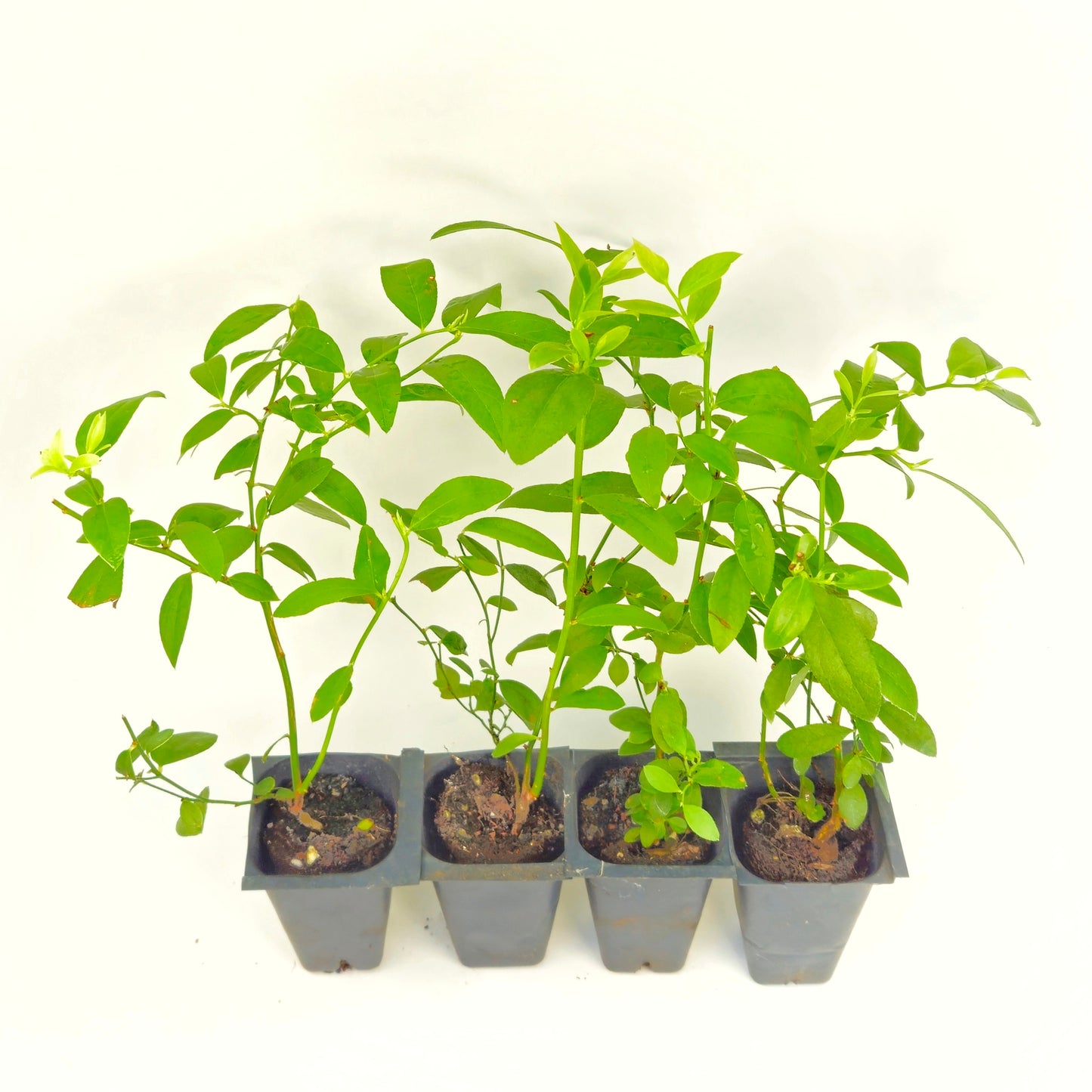 Set of 4 Blueberry Plant Starts - "Pink Lemonade" Variety