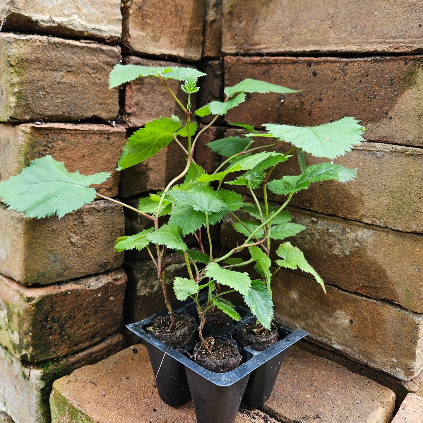 Set of 4 Thornless Blackberry Bush Starts - "Chester" Cultivar
