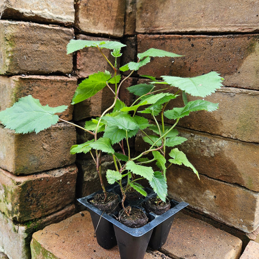 Set of 4 Thornless Blackberry Bush Starts - "Chester" Cultivar