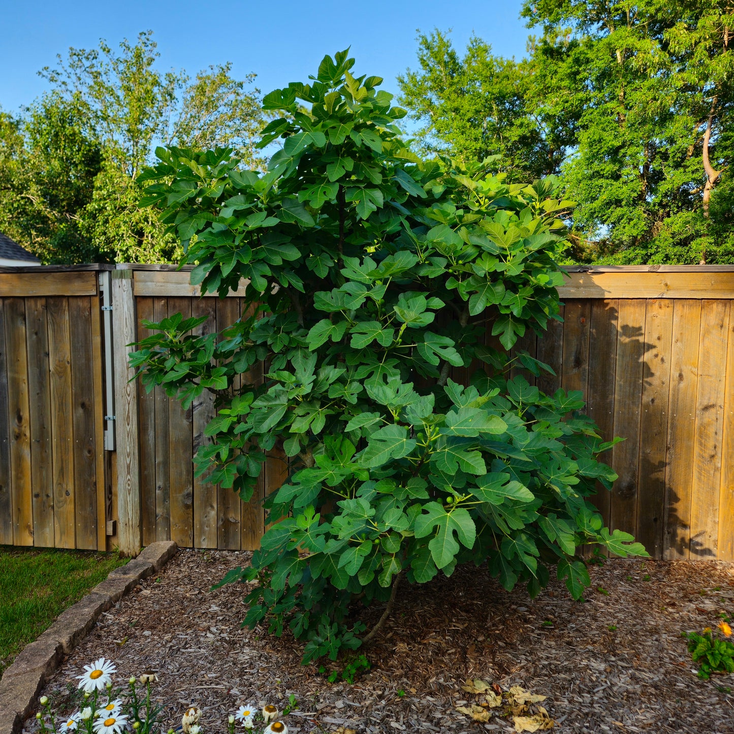 'Celeste' Fig Tree (Six Inch Pot)