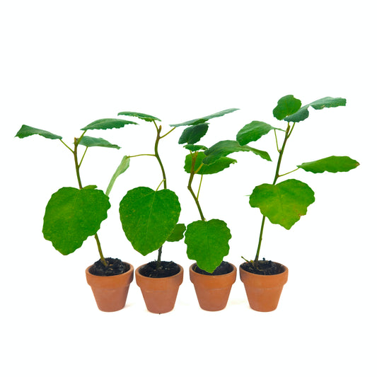 4 Chicago Hardy Fig Starter Plants