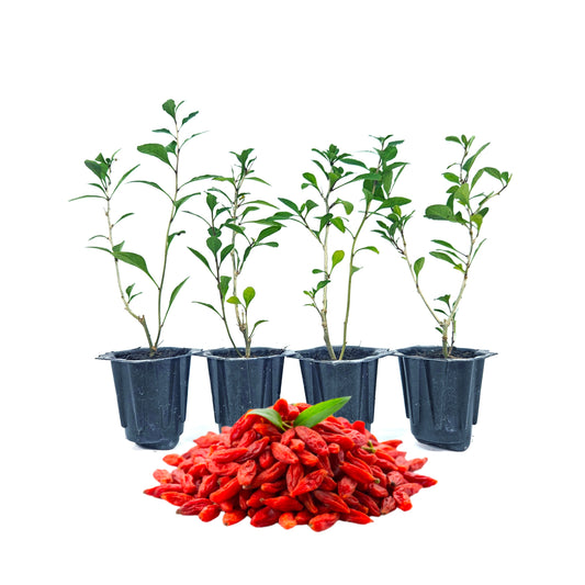 Set of 4 Goji Berry Plant Starts