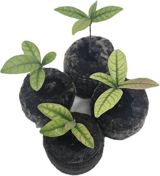 Set of 4 Miracle Berry Plants (Synsepalum dulcificum)