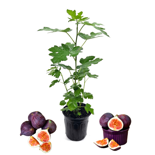'Celeste' Fig Tree (Six Inch Pot)