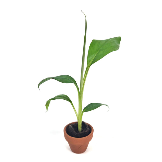 Gros Michel Banana Plant – Live Starter Plant (Musa acuminata ‘Gros Michel’)